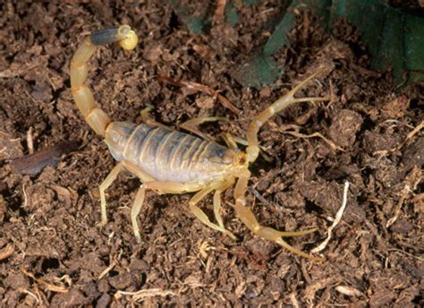 horizon scorpion venom  cancer treatment cbs news