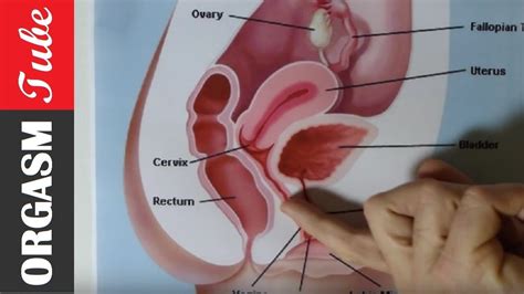 Squirting orgasms video