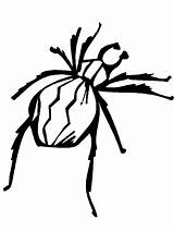 Aranhas Ragno Colorido Pagina Cliccate Spider2 sketch template