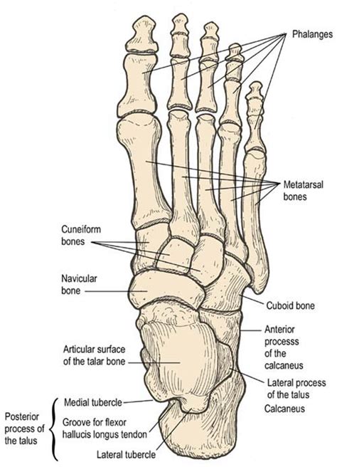 ankle bones craftbrewswaginfo