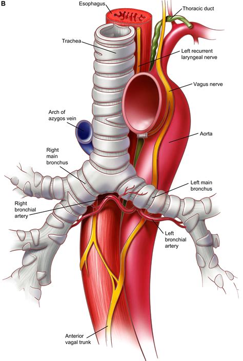 anatomy   trachea carina  bronchi thoracic surgery clinics
