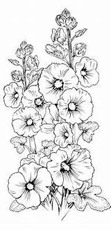 Flower Choose Board Hollyhocks Flowers sketch template