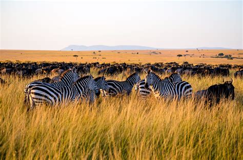 photo zebra eating grass africa summer plain