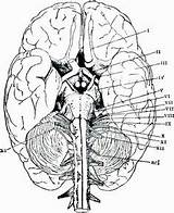 Brain Coloring Anatomy Anatomie Physiology Cranial Biologie Nerves Ausmalbild Sketch Galery Greys Kostenlos sketch template