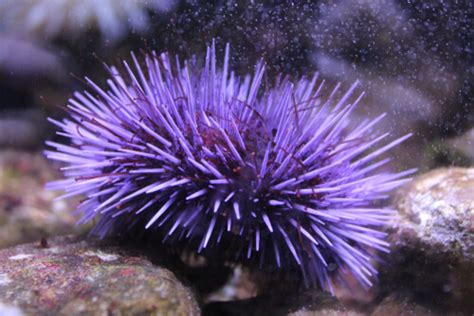 urchin facts   biology dictionary
