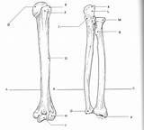 Ulna Radius Anatomy Bones Humerus Coloring Labeled Labelled Forearm sketch template
