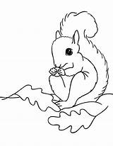 Squirrel Coloring Cute Baby Pages Cartoon Template sketch template