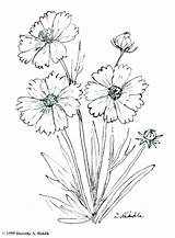 Coloring Wildflower Getdrawings Wildflowers sketch template