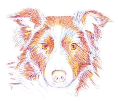 learn   draw paintings portraits   draw  dog  color pencils