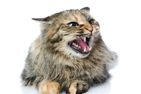 all about cat hissing — why do cats hiss catster