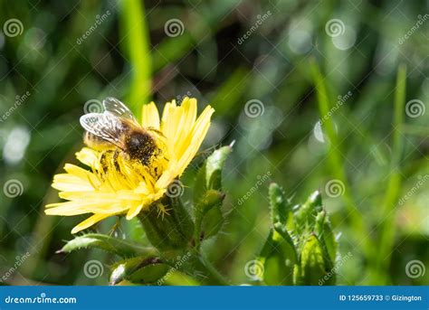 honey bee covered  pollen stock image image  yellow gathering
