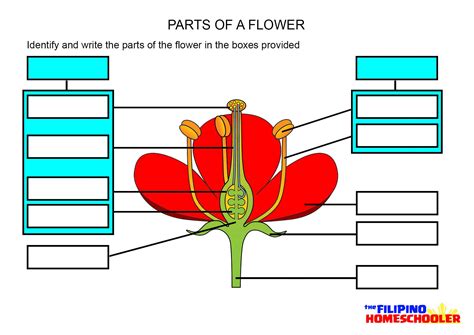 parts   flower worksheet earth science projects life science