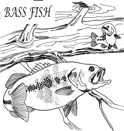 bass fish coloring pages  adults png colorist