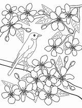 Blossoms Tree Apricot Imagesvc Meredithcorp Designlooter sketch template