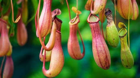 types  pitcher plants      care