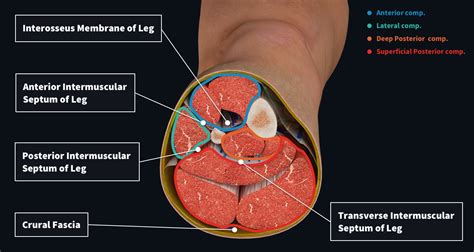 leg muscle diagram posterior leg muscles anatomy  function   leg compartments kenhub