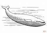 Whale Clipart Ballena Baleia Printable Ballenas Paus Colorare Colorir Whales Svg Openclipart Blauwal Balena Ikan Biru Kartun Euclidean Pelukis Sikat sketch template