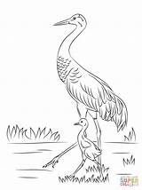 Crane Coloring Sandhill Pages Drawing Printable Cute Heron Blue Baby Chick Bird Color Great Cranes Construction Origami Japanese Birds Sketch sketch template