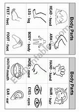 Body Parts Flashcards Worksheet Preview sketch template
