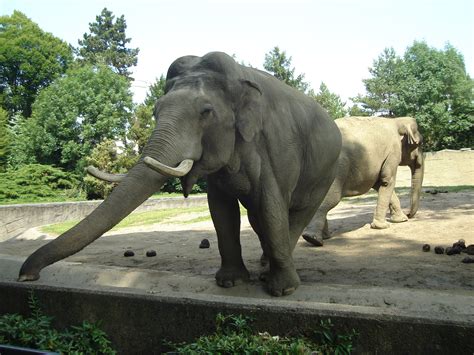 indian elephant bull   babypuk  deviantart