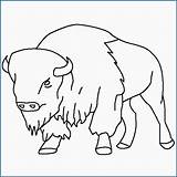 Bison Buffalo Coloring Pages Kids Drawing Drawings Animal Printable Outline Color Ny Silhouette Template Sketch Bills Clipart Books Animals Book sketch template