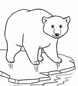 Mewarnai Beruang Binatang Anak Belajar Lucu sketch template