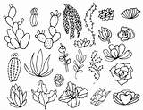 Succulents Suculentas Mandalas Succulent Faciles sketch template