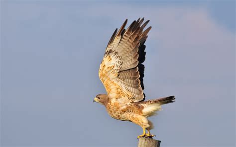 falcon full hd wallpaper  background image  id