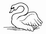 Swan Coloring Pages Swans sketch template