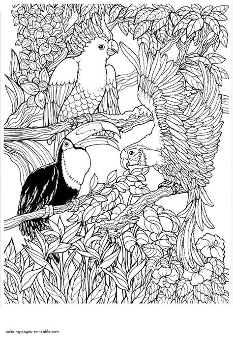 parrots coloring pages  adults coloring pages printablecom