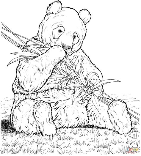 panda eats bamboo coloring page  printable coloring pages