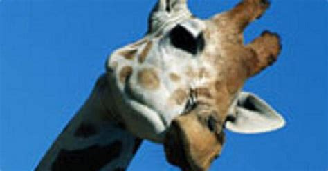 giraf geboren  nederlands safaripark beekse bergen reizen hlnbe