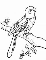 Coloring Parrot Pages Conure Bird Printable Colouring Pdf Birds Coloringcafe Kids Animal Adult Parrots 507px 36kb Drawings Jungle sketch template