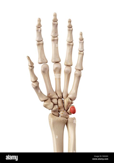 medical accurate illustration   pisiform bone stock photo alamy