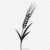 Barley Grano Cevada Spiga Colorir Grasses Grain Wheat Orzo Kisspng Cleanpng Spighe Pngwing sketch template