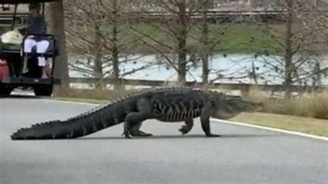 massive alligator spotted walking in florida community becomes social