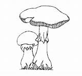 Setas Funghi Cogumelos Colorare Bolets Champignons Dibuix Dibuixos Disegni Acolore Coloritou sketch template