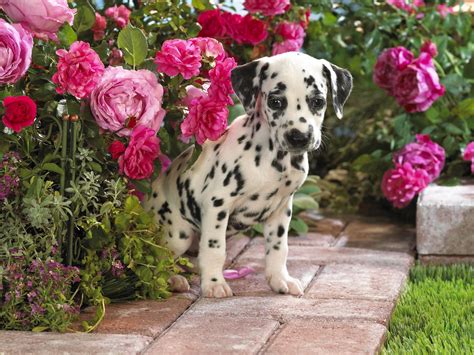 cute dalmatian puppies  wallpapers   wallpapers  hd