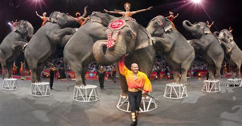 circus elephants       york
