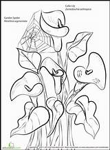 Calla Coloring Lily Pages Lilies Flower Printable Drawing Flowers Designlooter 73kb 411px Getcolorings Drawings Choose Board sketch template