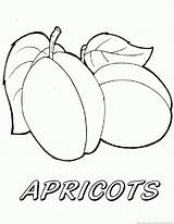 Apricot Coloring Pages Kids Printable Fruit Designlooter 930px 73kb sketch template