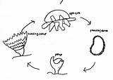 Jellyfish Coloringhome sketch template