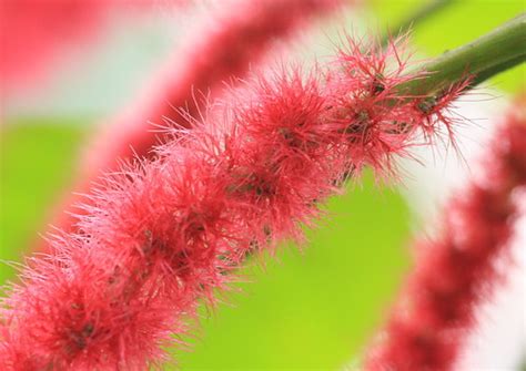 red spikes iorusgeorge  bela flickr