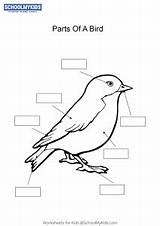Worksheet Matching Bird Parts Label Worksheets Kindergarten Letters Grade Schoolmykids Alphabet English Color Read sketch template