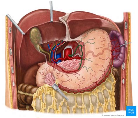 left gastric artery anatomy branches supply kenhub