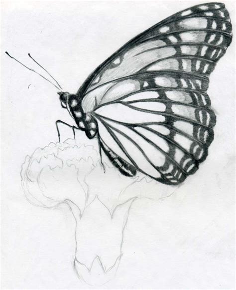 easy butterfly drawings  mulberry
