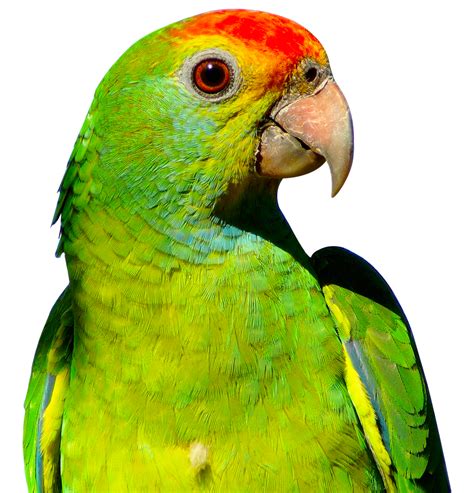 flying parrot png image purepng  transparent cc png image library images