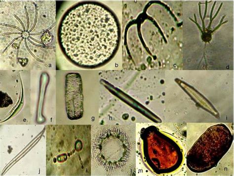 images  bio organisms  pinterest montana nyc