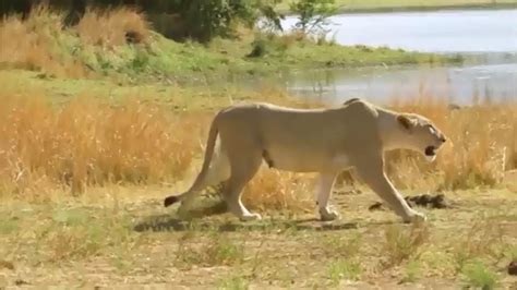 lion attacks zebra lion  zebra wildlife fight   youtube