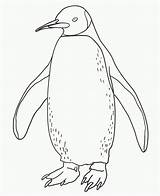 Penguin Coloring Pages Color Animals Print Animal Printable Penguins Kids Sheet Drawing Back sketch template